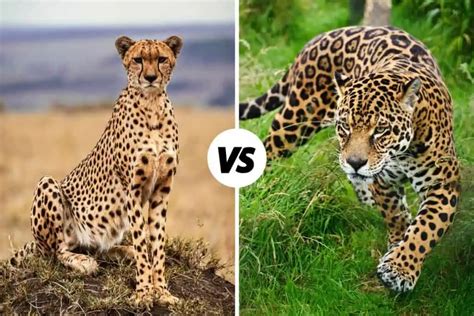 Cheetah vs Jaguar: What's The Difference?