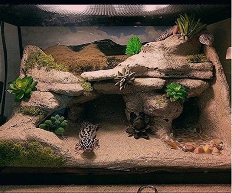 Gecko Terrarium | Gecko terrarium, Leopard gecko diy, Leopard gecko habitat