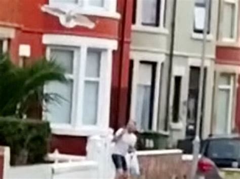 Man on Video Call to Wife Runs in Terror As Angry Seagull Attacks ...