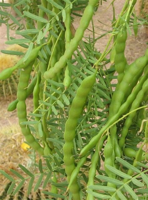 Legume Trees with Pods Edible by Livestock – Perennial Solutions