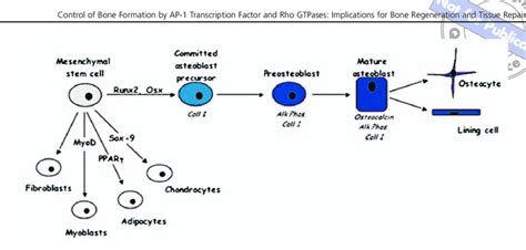 The osteoblast lineage. Osteoblasts are derived from mesenchymal stem ...