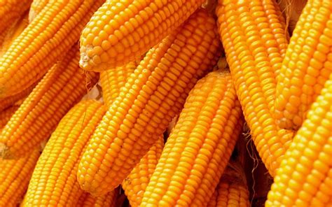 Zambia’s maize stock can last up to August | The Sunday News