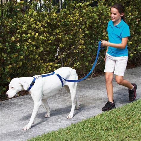 Instant Dog Trainer Leash – Oh my Glad