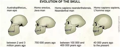 Homo Erectus: The First Homo Sapiens? | Team USA