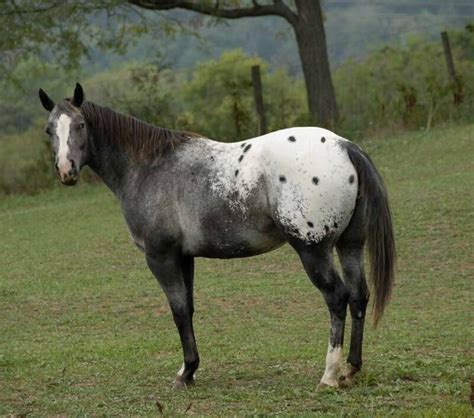 roan blanket appaloosa - Google Search | Horse breeds, Appaloosa horses ...