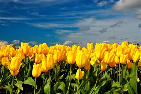 1920x1200 resolution | Tulips, Flowers, Yellow, Spring HD wallpaper ...