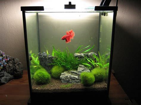 Betta Fish Tank Setup Ideas That Make A Statement | Betta fish tank ...