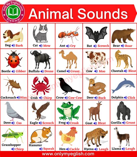 Animal Sounds Name List in English | Animal sounds, Animals name in ...