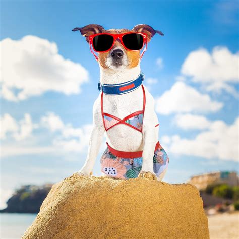 2 Pieces Pet Bikini Beach Swimsuit Dog Swimming Dress Puppy Beach ...