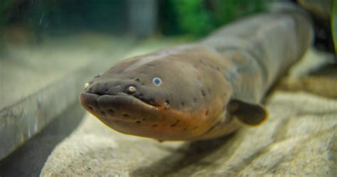 Electric Eel · Tennessee Aquarium