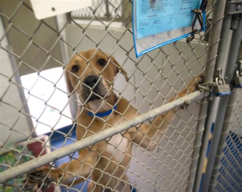 Escambia Santa Rosa animal shelters full due to economy no kill policy