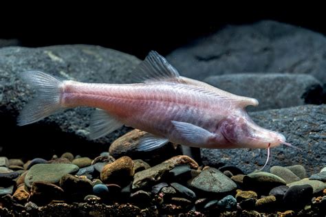 New Fish Species Has Mysterious Horn-Like Structure on the Back of Its ...