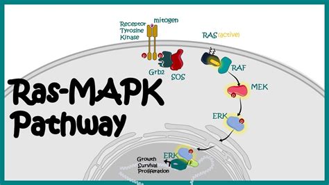 Ras Raf Mapk Pathway And Cancer Mutations Cancer Pathogenesis And ...