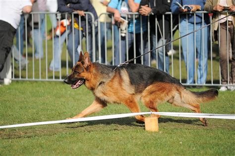 German Shepherd Training | The German Shepherd Dog Breed