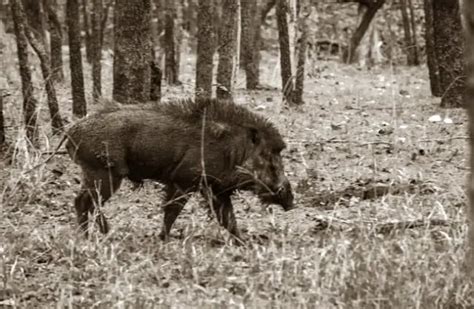 Wild Boar - Description, Habitat, Image, Diet, and Interesting Facts