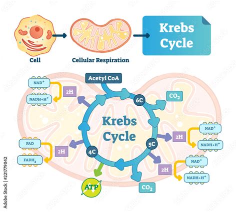 Krebs Cycle Vector Illustration Cellular Respiration Labeled Outline ...