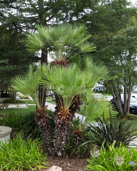 Chamaerops humilis «palmito» - Id Plantae