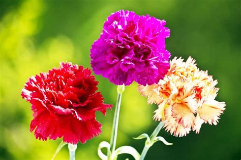 10 Different Types of Carnations (Everything You Need To Know About) (2022)