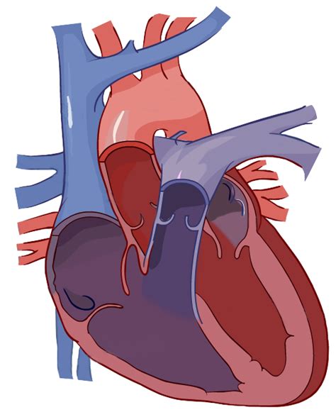 Circulatory System Diagram Without Labels