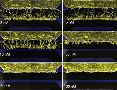 Case study: Robust angiogenesis inhibition assay