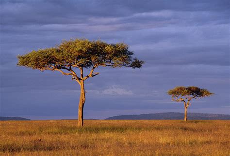 Acacia Trees On Savanna At Sunset Photograph by Nhpa - Pixels