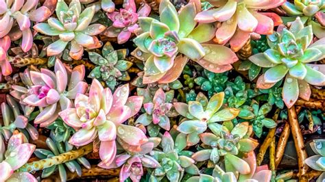 20 Pretty Pink Succulents You Must Grow - Blooming Anomaly