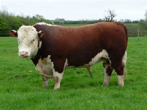 Hereford | Hereford cows, Hereford cattle, Cattle ranching