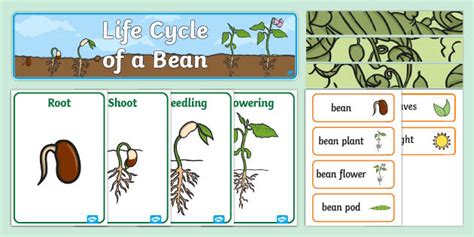 Life Cycle of a Bean Plant Display Pack (teacher made)