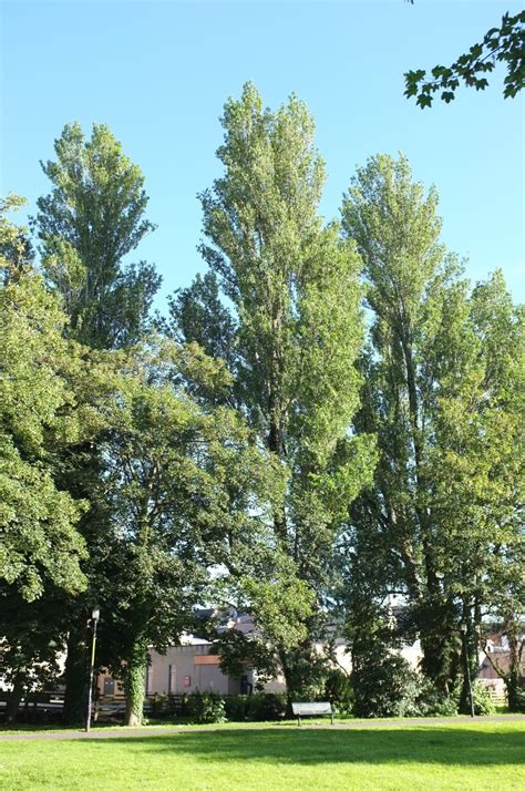 Populus nigra - Trees and Shrubs Online