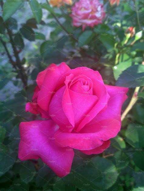 Gorgeous pink rosebud in a garden | Nature Stock Photos ~ Creative Market