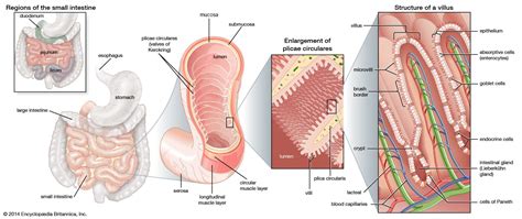 Small Intestine Diagram Labeled