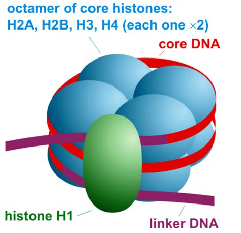 Histone octamer contains- a. Eight types of histonesb. Eight histones ...