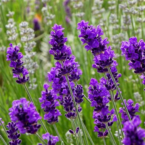 Lavender Plants For Sale | Lavandula | High Country Gardens