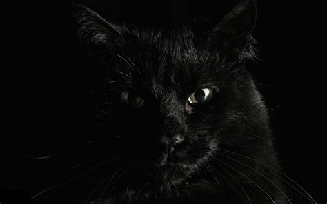 Black Cat HD Wallpapers - Wallpaper Cave