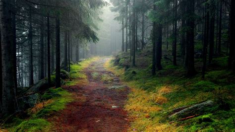 Fondos de pantalla Paisaje de la naturaleza, bosque, árboles, camino ...