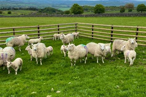 10 Lleyn Breeding Ewes with Lambs at Foot | SellMyLivestock - The ...