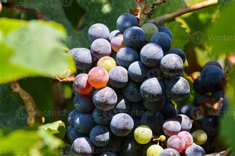 Red wine grapes 22273871 Stock Photo at Vecteezy