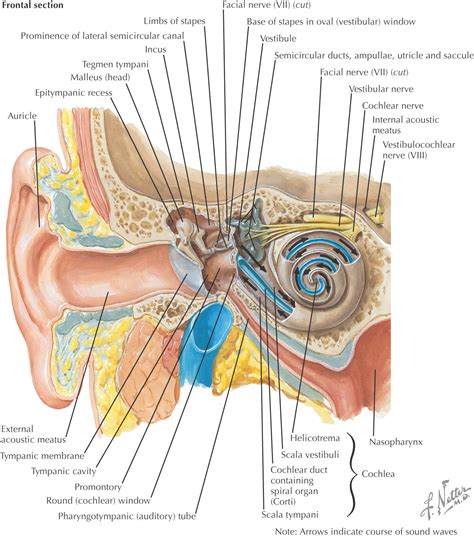 Auditory canal function - bezypars