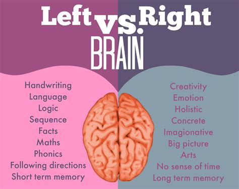 The DIfferences Between the Left and the Right Hemispheres of the Brain