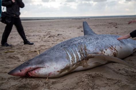 A Mako Shark washes up onto a Welsh beach 7000 miles away from its ...