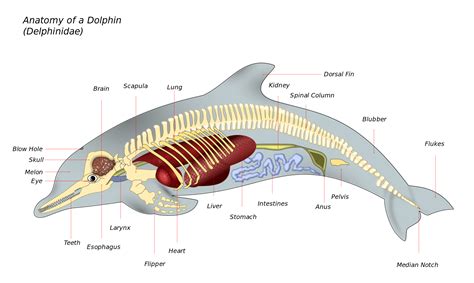 Dolphin Internal Organ Anatomy Dolphins Marine | Images and Photos finder