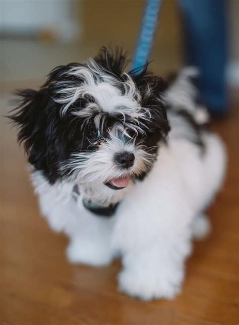 Maltese Shih Tzu Mix Breed Information – All Things Dog #maltese Shih ...