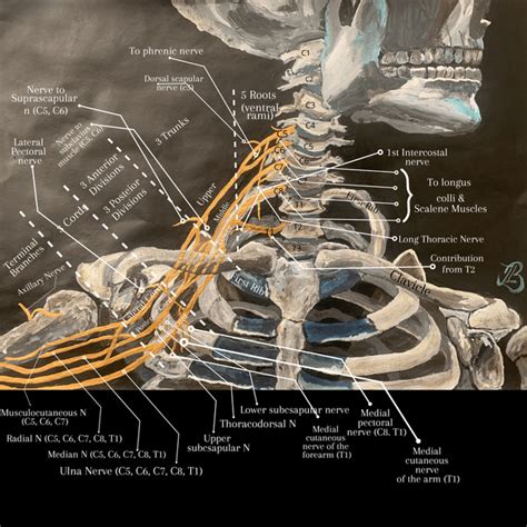 Brachialis Cadaver