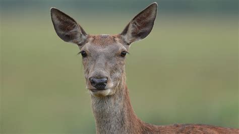 Cull of female deer 'to protect millions of trees' - BBC News