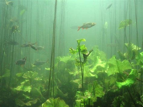 Underwater River Plants