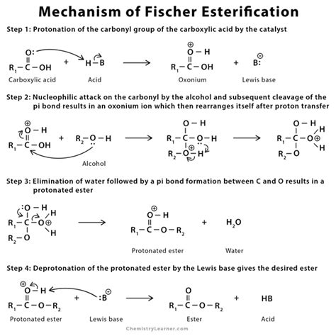 Esterification Mechanism