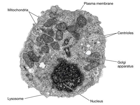 Animal Cell Under Microscope - Charles Morgan