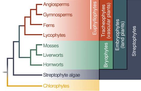 Chlorophyta