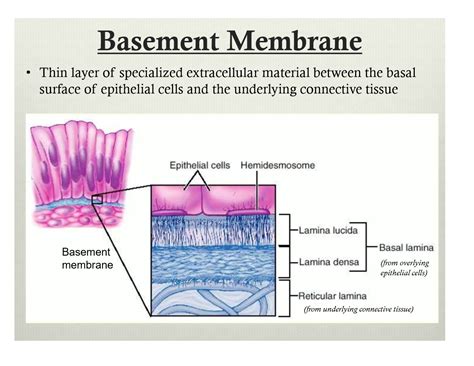 Basement Membrane Layers