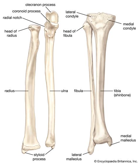 Tibia And Fibula Posterior And Anterior Leg Anatomy Anatomy Bones ...